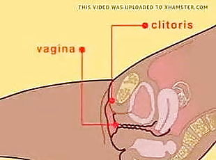 vagina-pussy