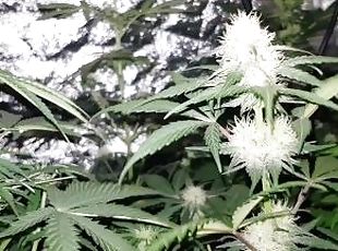 Cultivo De Cnabis - Floracin